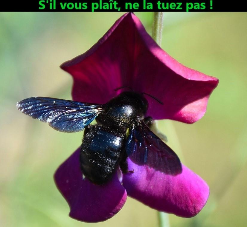 Abeille 1